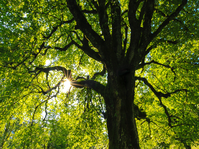 Can Trees Communicate and Feel Emotions? Impact Magazine